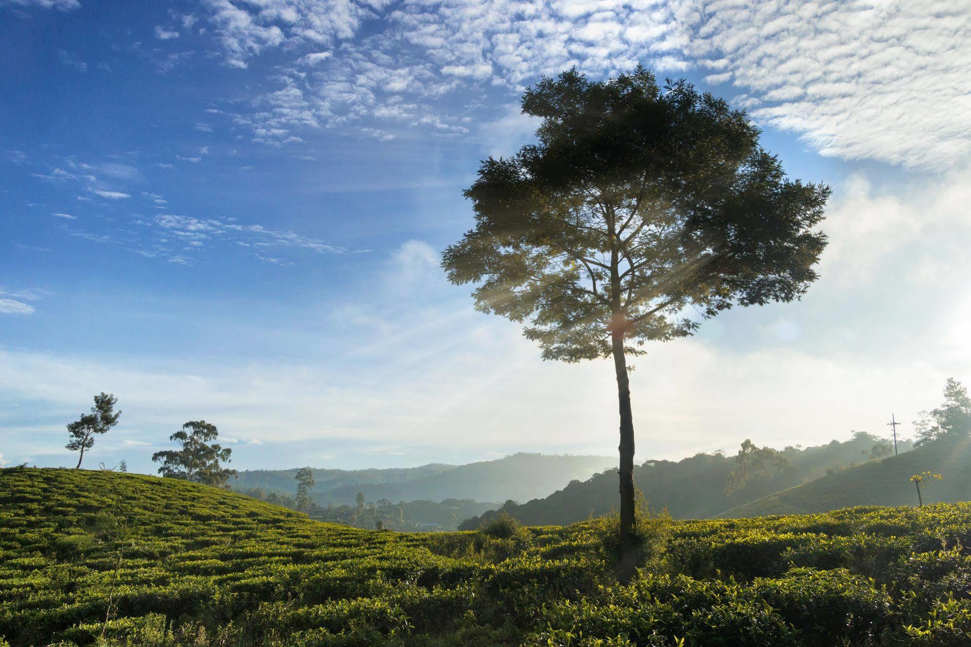Kent Cottage Nuwara Eliya Zewnętrze zdjęcie